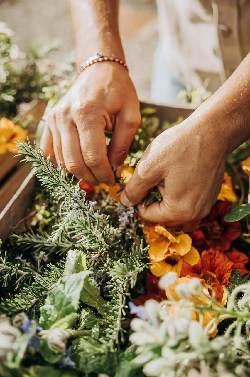 Mani al lavoro tra erbe e fiori dell'orto