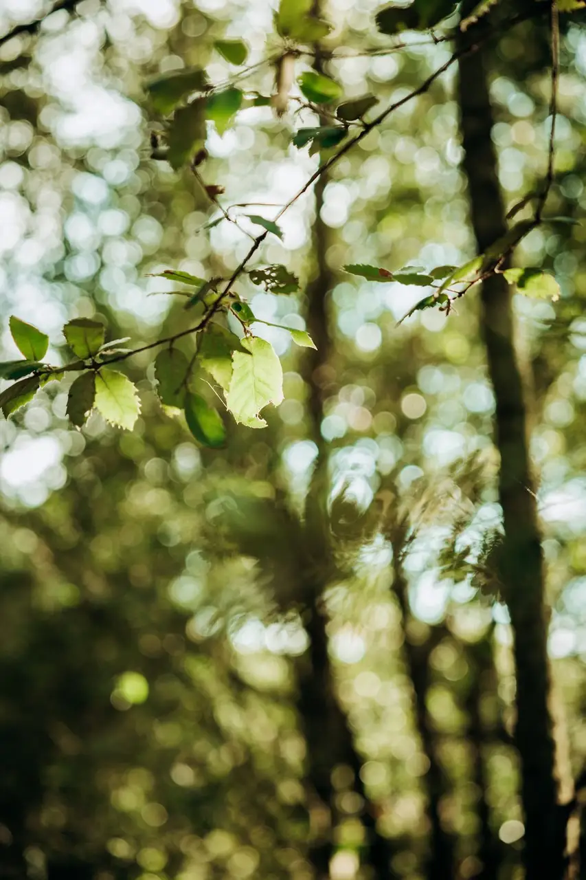 Luce che filtra tra le foglie del bosco